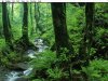 forestdesktop.jpg