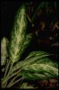 chinese evergreen.jpg