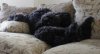 couchpoodle.jpeg