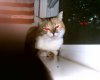 kitty.jpg