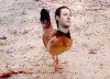 chicken-data.jpg