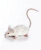 realMouse.jpg