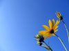 Sunflower.jpg
