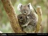 koala-cub.jpg