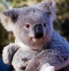 koala_baby_pic.jpg