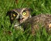 Great-Horned-Owl-1.jpg