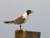 Laughing-Gull.jpg