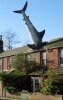 Shark 01.jpg