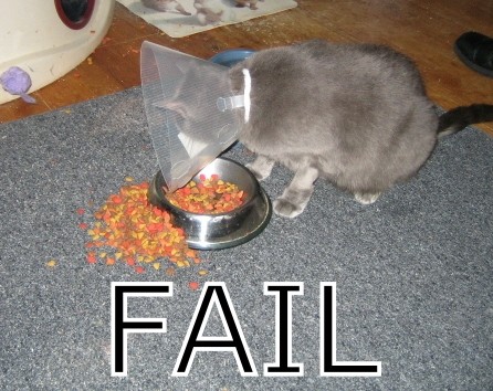 fail-cat.jpg