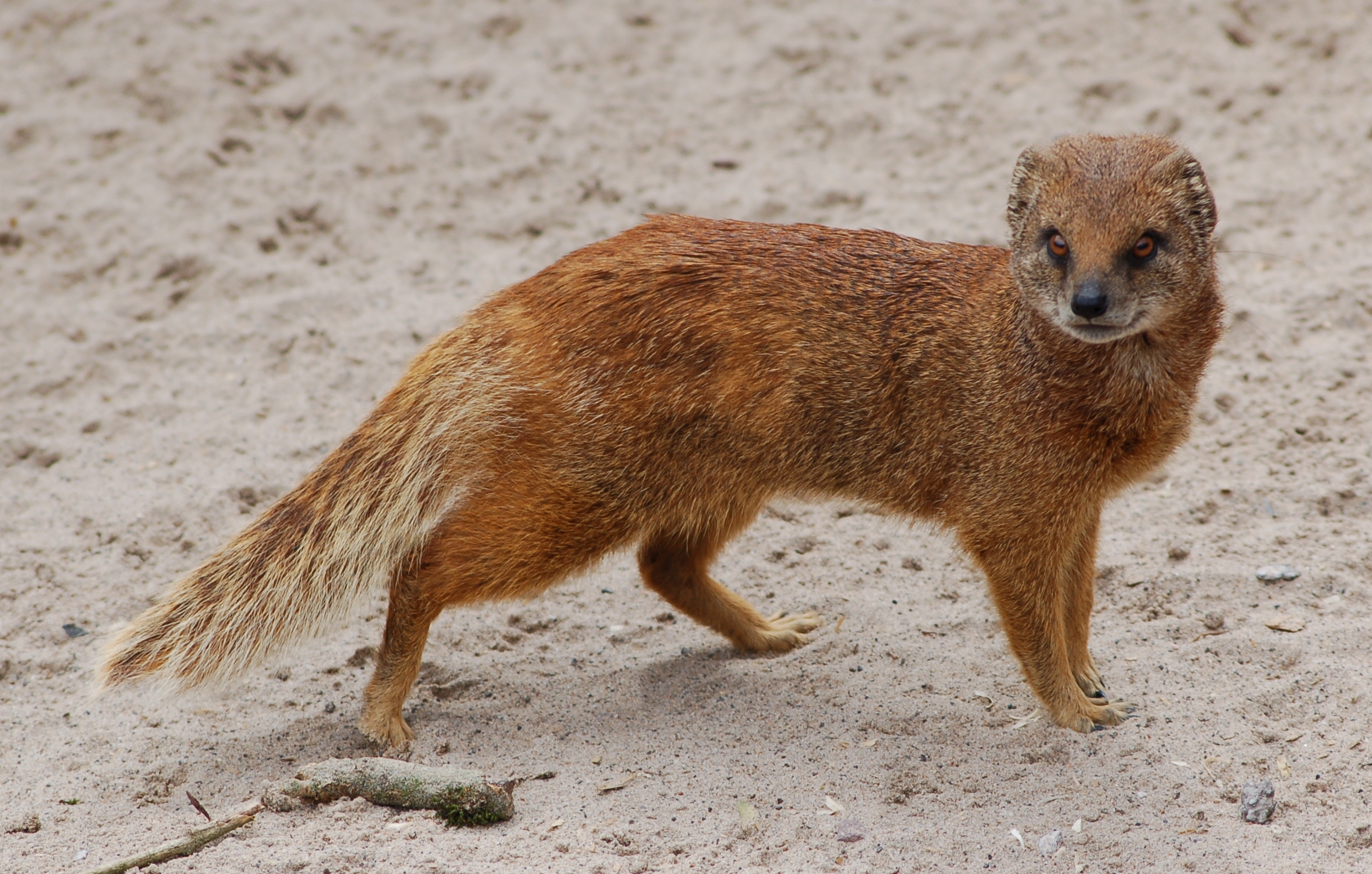 Yellow_mongoose_1.jpg