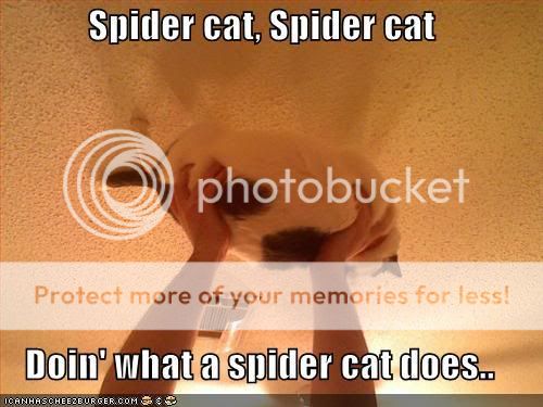 funny-pictures-spider-cat.jpg