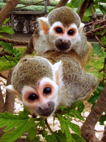 cute-squirrel-monkeys.jpg